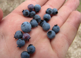 How many calories in blueberries?  Best Answer 2024